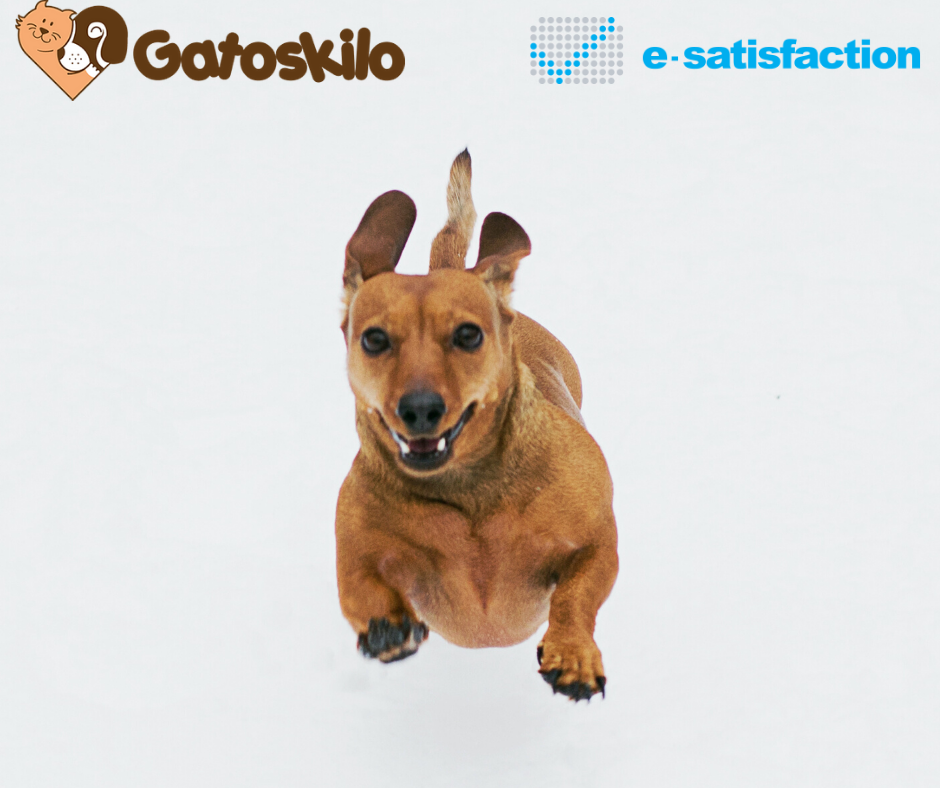 [Case Study] Gatoskilo.gr: The 3 ingredients for a recipe of hundreds of 5-star reviews!